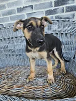 Kevin, a male German Shepherd Dog for sale in Grabill, IN – 8 of 10