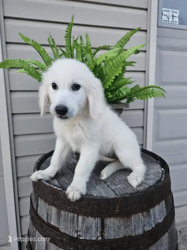Clifford  – English Cream Golden Retriever puppy for sale in Grabill, IN