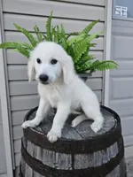 Clifford , a male English Cream Golden Retriever for sale in Grabill, IN – 1 of 10
