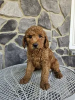 Ethan, a male Miniature Goldendoodle for sale in Grabill, IN – 7 of 10