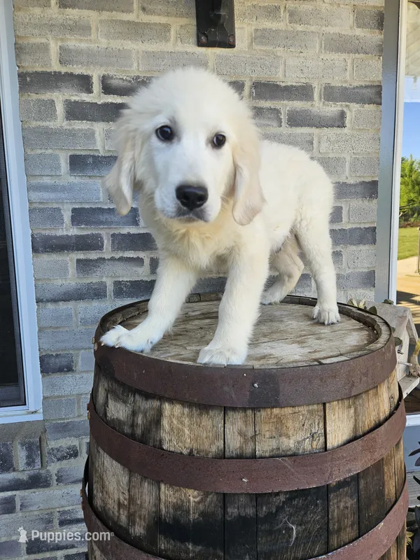 hank – English Cream Golden Retriever puppy for sale in Grabill, IN