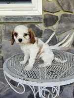 Belem, a male Cavalier King Charles Spaniel for sale in Grabill, IN – 2 of 9