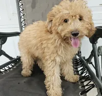 ace, a male Miniature Goldendoodle for sale in Grabill, IN – 2 of 8
