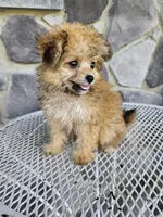 sally, a female Poodle - Toy  for sale in Grabill, IN – 5 of 10