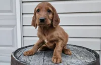 blaze, a male Irish Setter for sale in Grabill, IN – Photo 1 of 7