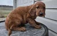 blaze, a male Irish Setter for sale in Grabill, IN – Photo 7 of 7