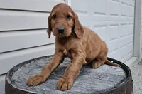 blaze, a male Irish Setter for sale in Grabill, IN – Photo 3 of 7
