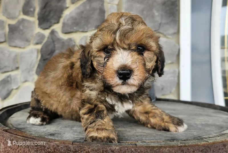 blaze – Poodle - Toy  puppy for sale in Grabill, IN