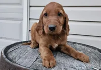 blaze, a male Irish Setter for sale in Grabill, IN – Photo 4 of 7
