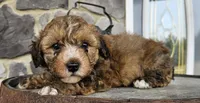 blaze, a male Poodle - Toy  for sale in Grabill, IN – Photo 4 of 5