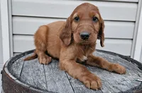 blaze, a male Irish Setter for sale in Grabill, IN – Photo 2 of 7