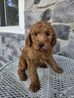 Ethan, a male Miniature Goldendoodle for sale in Grabill, IN – 5 of 10