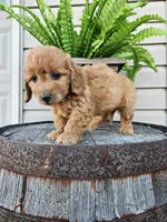 bella, a female Miniature Goldendoodle for sale in Grabill, IN – 7 of 10