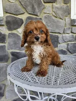 Clifford, a male Cavapoo for sale in Grabill, IN – 2 of 10