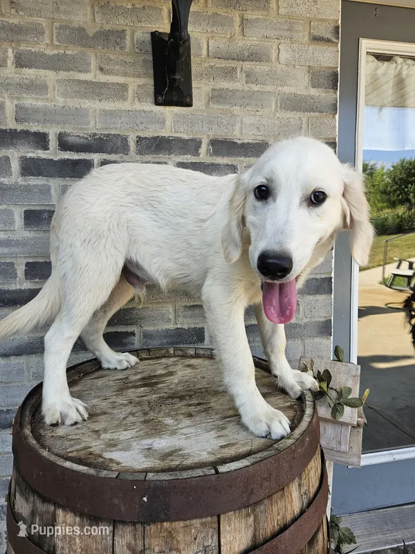 Cane – English Cream Golden Retriever puppy for sale in Grabill, IN