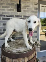 Cane, a male English Cream Golden Retriever for sale in Grabill, IN – 1 of 10