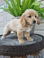 bill, a male Miniature Goldendoodle for sale in Grabill, IN – 4 of 9