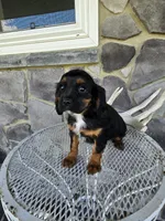 Tina, a female Cavalier King Charles Spaniel for sale in Grabill, IN – 6 of 10