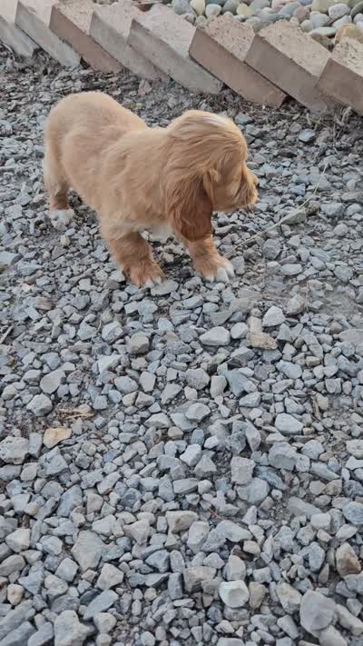 Benny, a male Miniature Goldendoodle for sale in Grabill, IN – 9 of 9