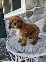 Clifford, a male Cavapoo for sale in Grabill, IN – 6 of 10