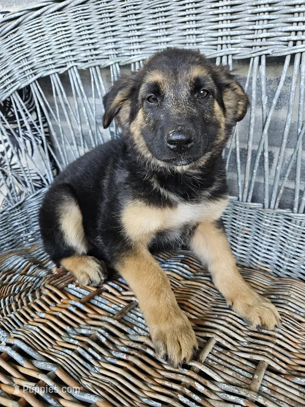 Rocky – German Shepherd Dog puppy for sale in Grabill, IN