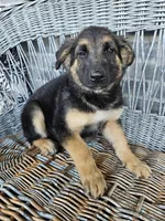 Rocky, a male German Shepherd Dog for sale in Grabill, IN – 1 of 9