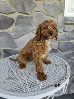 blaze, a male Cavapoo for sale in Grabill, IN – 4 of 10