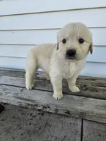 Lavern, a male English Cream Golden Retriever for sale in Grabill, IN – Photo 5 of 8