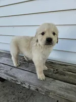 Lavern, a male English Cream Golden Retriever for sale in Grabill, IN – Photo 7 of 8