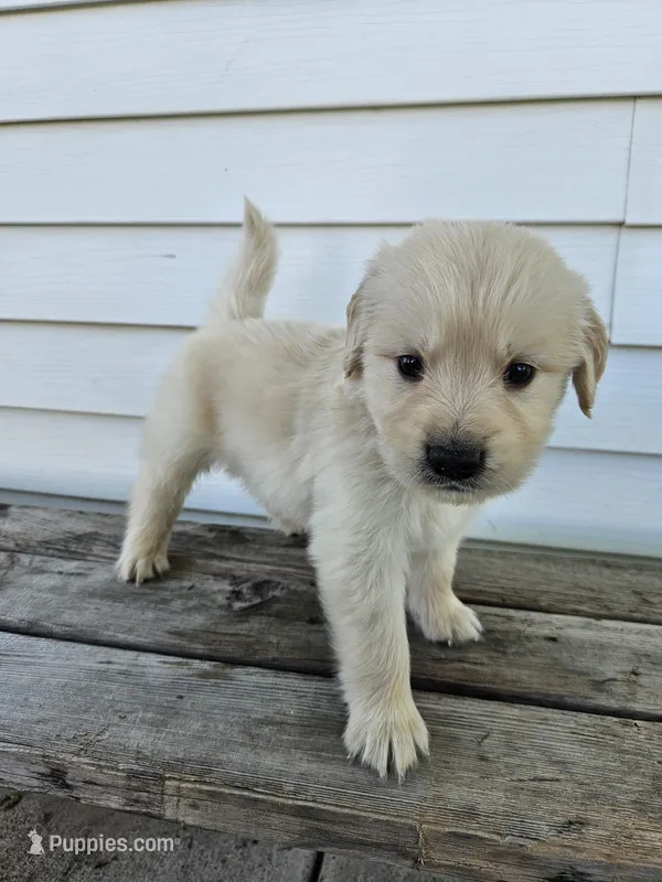 Lavern – English Cream Golden Retriever puppy for sale in Grabill, IN