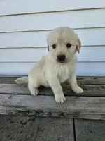 Lavern, a male English Cream Golden Retriever for sale in Grabill, IN – Photo 2 of 8