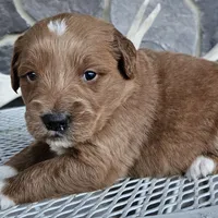 Soloma, a female Miniature Goldendoodle for sale in Grabill, IN – Photo 6 of 6