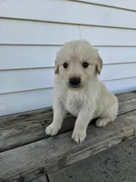 Lavern, a male English Cream Golden Retriever for sale in Grabill, IN – Photo 8 of 8
