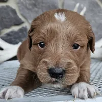 Soloma, a female Miniature Goldendoodle for sale in Grabill, IN – Photo 4 of 6