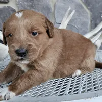 Soloma, a female Miniature Goldendoodle for sale in Grabill, IN – Photo 5 of 6