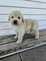 Lavern, a male English Cream Golden Retriever for sale in Grabill, IN – Photo 3 of 8