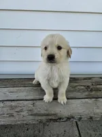 Lavern, a male English Cream Golden Retriever for sale in Grabill, IN – Photo 6 of 8