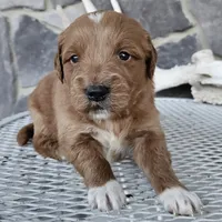 Soloma, a female Miniature Goldendoodle for sale in Grabill, IN – Photo 3 of 6