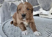 processed/3bf165e2-0b24-428f-9cb0-75df13e380d4/listing/33417431-1edb-445c-8222-31e1b9eba8b5/d1b0fa49-a782-4721-a565-01d175d81b08