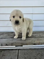 Lavern, a male English Cream Golden Retriever for sale in Grabill, IN – Photo 4 of 8