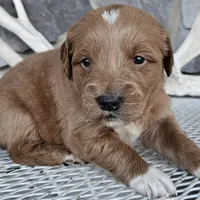 Soloma, a female Miniature Goldendoodle for sale in Grabill, IN – Photo 1 of 6