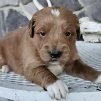 Soloma, a female Miniature Goldendoodle for sale in Grabill, IN – Photo 2 of 6
