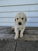 roy, a male English Cream Golden Retriever for sale in Grabill, IN – Photo 3 of 8