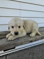 roy, a male English Cream Golden Retriever for sale in Grabill, IN – Photo 7 of 8