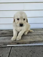 roy, a male English Cream Golden Retriever for sale in Grabill, IN – Photo 6 of 8