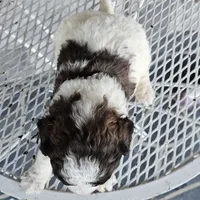 roy, a male Miniature Goldendoodle for sale in Grabill, IN – Photo 5 of 6