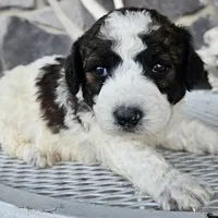 roy, a male Miniature Goldendoodle for sale in Grabill, IN – Photo 3 of 6