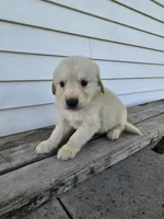 roy, a male English Cream Golden Retriever for sale in Grabill, IN – Photo 2 of 8