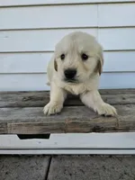 roy, a male English Cream Golden Retriever for sale in Grabill, IN – Photo 8 of 8