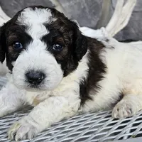 roy, a male Miniature Goldendoodle for sale in Grabill, IN – Photo 6 of 6